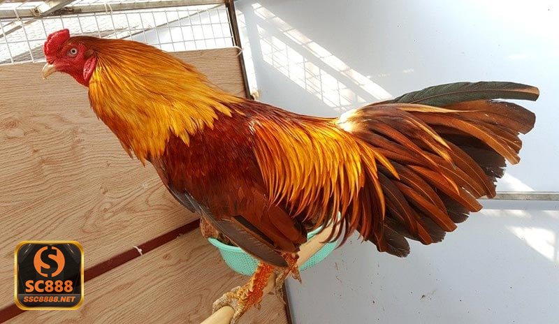 Đá Gà Online - Phát sóng ổn định, hình ảnh rõ và lịch đấu cập nhật đều Đá Gà Online - Phát sóng ổn định, hình ảnh rõ và lịch đấu cập nhật đều