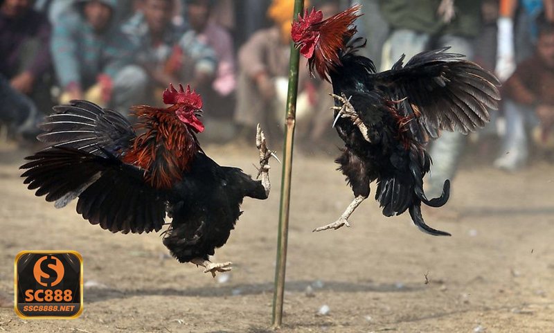 Luật Đá Gà - Luật Đá Gà dưới góc độ pháp lý tại Việt Nam Luật Đá Gà - Luật Đá Gà dưới góc độ pháp lý tại Việt Nam