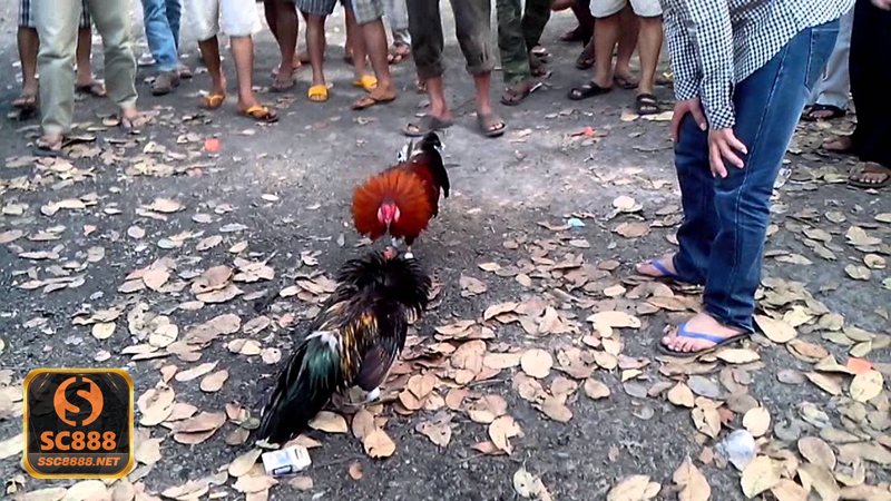 Đá Gà Thomo - Quy tắc chạng gà và thời lượng trận thường gặp