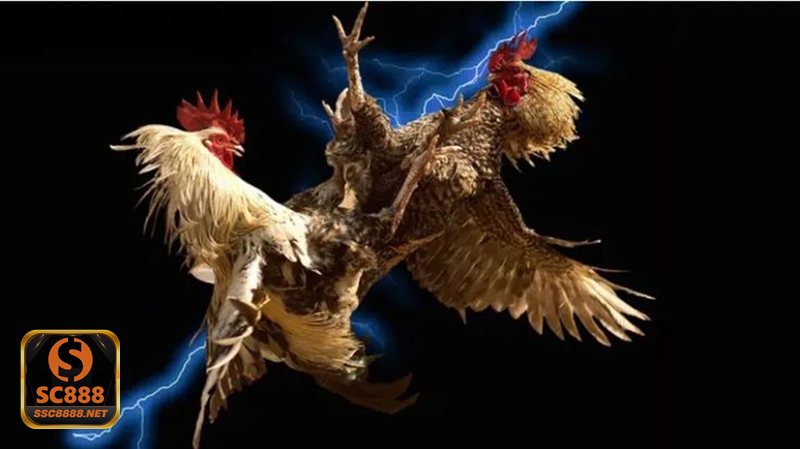 Đá gà SC888 - Minh bạch thông tin và cảm giác an tâm khi tham gia