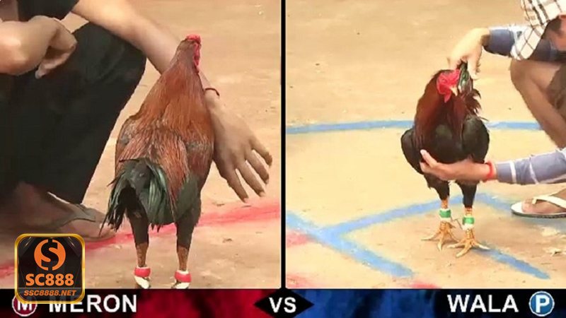 Đá Gà Thomo - Cựa dao, cựa sắt và cựa tròn khác nhau thế nào