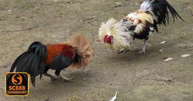 Đá Gà Online - Khái niệm và cách vận hành của hình thức thi đấu trực tuyến Đá Gà Online - Khái niệm và cách vận hành của hình thức thi đấu trực tuyến