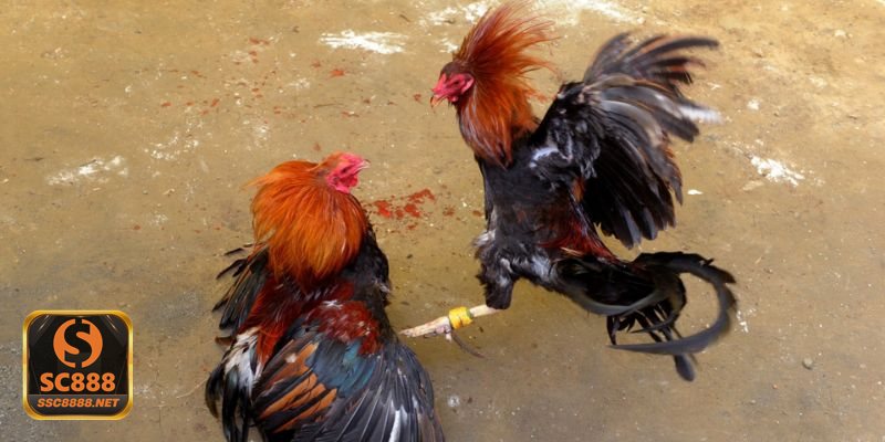 Luật Đá Gà - Khái niệm thường bị nhầm lẫn khi tìm hiểu Luật Đá Gà - Khái niệm thường bị nhầm lẫn khi tìm hiểu